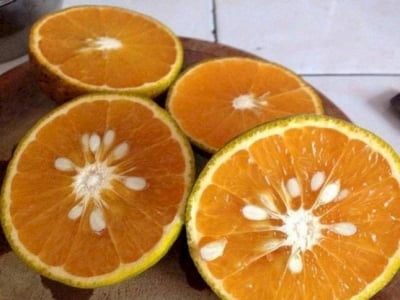 Bất ngờ khi hạt cam mà chúng ta thường bỏ đi lại có rất nhiều lợi ích cho sức khỏe