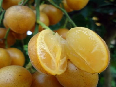 Bất ngờ công dụng trái cây "vàng" mùa hè, nhiều người Việt ăn thường xuyên mà không biết