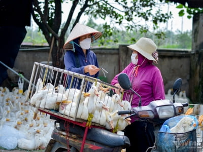 Nỗi buồn nông dân: Giá nông sản sụt giảm, nguyên liệu đầu vào tăng và neo cao