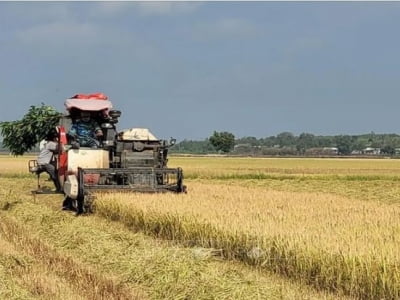 Giá lúa vụ Đông Xuân giảm mạnh, nông dân khó có lãi