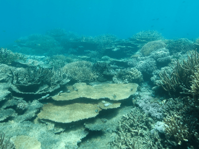 Nhiệt độ nước tăng cao nguy cơ hủy hoại các dải san hô