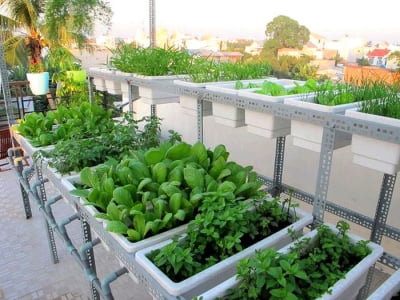 Cách trồng rau sạch trên sân thượng đủ cho cả nhà dùng.