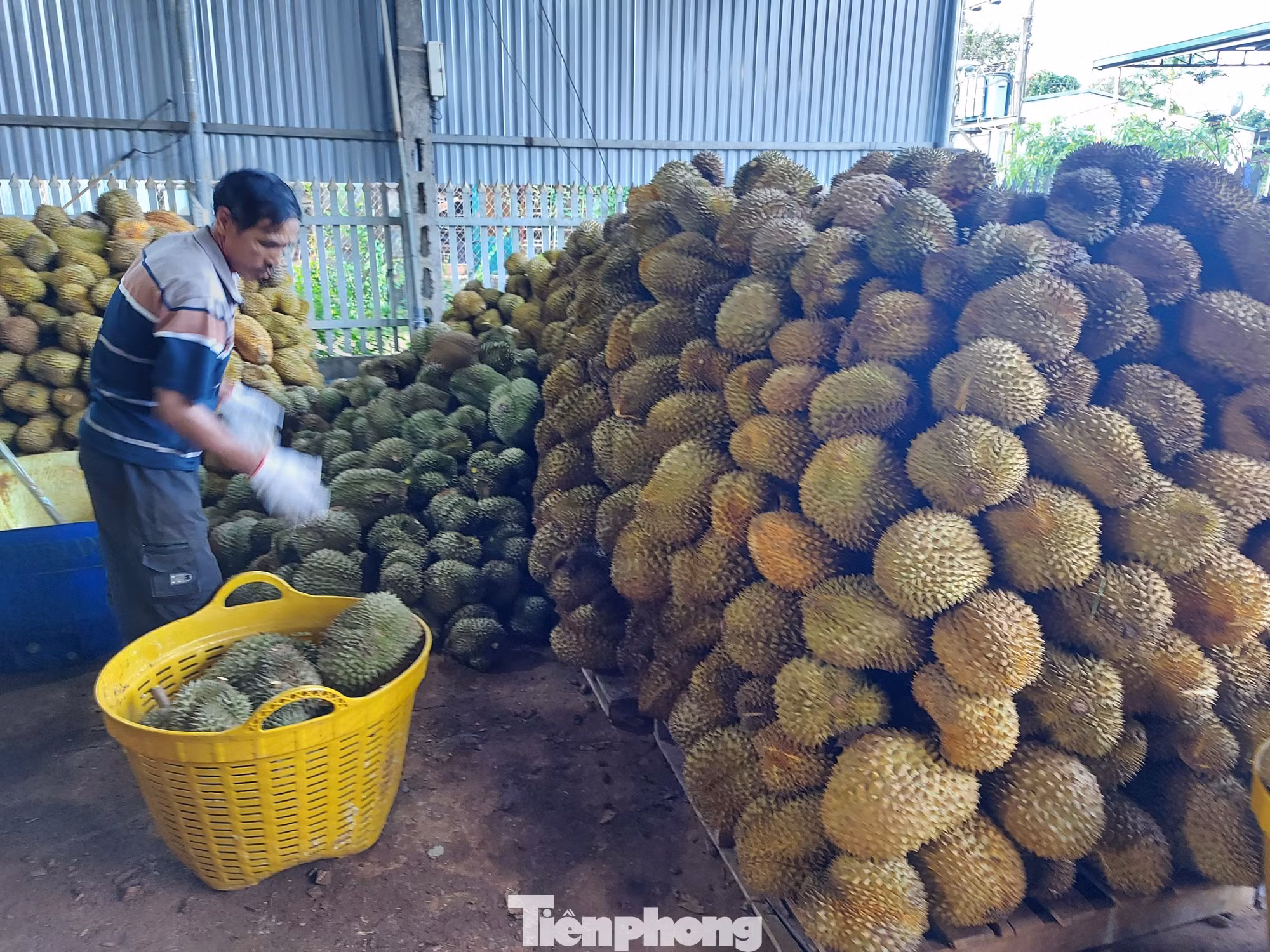 Vụ Thứ trưởng NN&MT bị bắt: Tức nghẹn 'giấy phép con' xuất khẩu sầu riêng