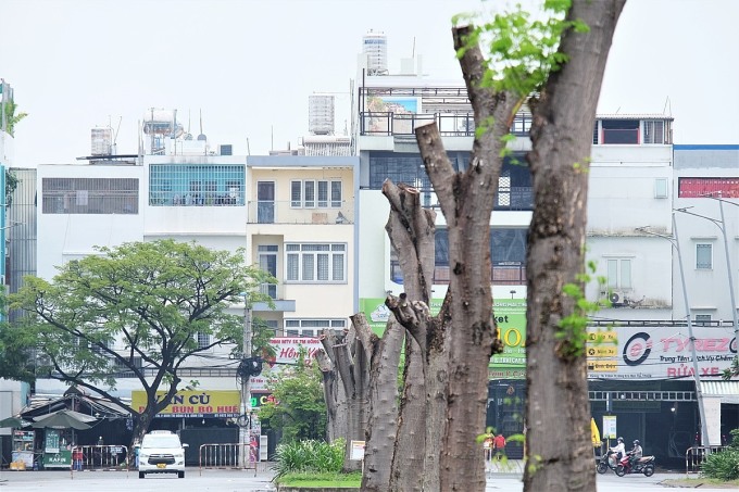 Hàng loạt cây xanh ở TP HCM bị cắt trụi